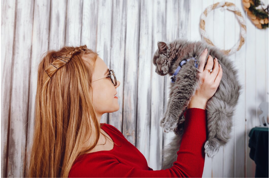 What to Expect When Working with Maine Coon Kitten Breeders What to Expect When Working with Maine Coon Kitten Breeders